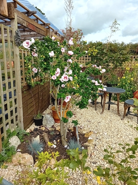 The Potting Shed